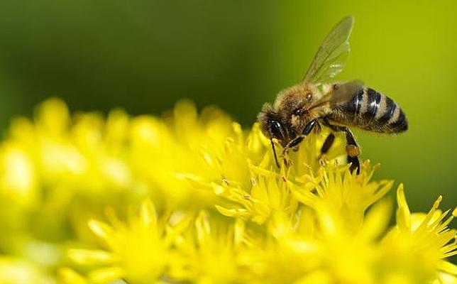 COAG: «Agricultura pretende dejar de subvencionar la alimentación suplementaria de las abejas, vital ante los efectos del cambio climático y la elevada mortandad en colmenas»