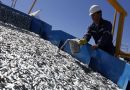 Concluye la campaña de la sardina con una cuota final de 22.582 toneladas, la más alta de los últimos años