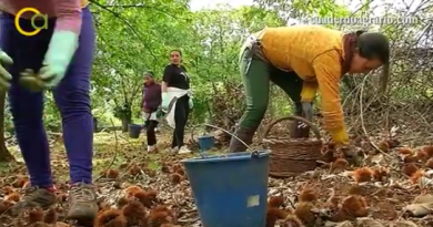 La campaña ‘Por un Castañar Vivo’ llega fiel a su cita otoñal en la Sierra La campaña ‘Por un Castañar Vivo’ llega fiel a su cita otoñal en la Sierra