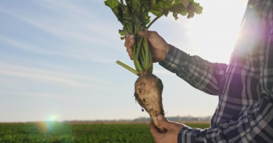 Azucarera desmiente la información difundida por COAG Andalucía y afirma que la fábrica de Jerez de la Frontera no cierra. Azucarera desmiente la información difundida por COAG Andalucía y afirma que la fábrica de Jerez de la Frontera no cierra.