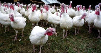 El Ministerio de Agricultura, Pesca y Alimentación levanta el confinamiento de las aves de corral al mejorar la situación de riesgo de influenza aviar