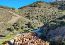 Antequera recibirá a lo más destacado del sector caprino español en el  XV Foro Nacional del Caprino