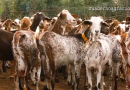 COAG Andalucía reclama que la leche de cabra se incluya en la reducción de módulos