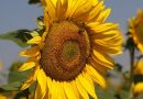 ASAJA-Sevilla celebra la Jornada ‘El cultivo de girasol, a debate: análisis de la situación actual y de mercado’