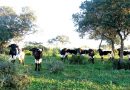 El Gobierno limita desde hoy el movimiento del ganado bovino en Castilla y León para evitar poner en riesgo el nivel sanitario de la cabaña ganadera española y comunitaria