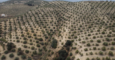 ASAJA Córdoba solicita a la Consejería de Agricultura que posponga la presentación del aforo de la campaña oleícola 2026/27
