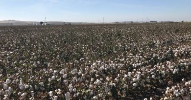 ASAJA-Andalucía defiende una estrategia consensuada que preserve la ayuda y la rentabilidad del algodón