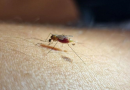 Un estudio analiza la distribución de los mosquitos transmisores de la malaria en España