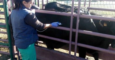 Conseguidas las ayudas por lengua azul Conseguidas las ayudas por lengua azul