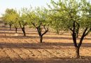 Andalucía aumenta la producción de almendra un 17,94%, por el incremento de superficie en todas sus provincias