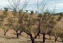 ASAJA Almería: las primeras recolecciones de almendra confirman una cosecha desigual marcada por las inclemencias meteorológicas y la incertidumbre en los precios