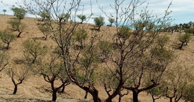 ASAJA Almería: las primeras recolecciones de almendra confirman una cosecha desigual marcada por las inclemencias meteorológicas y la incertidumbre en los precios