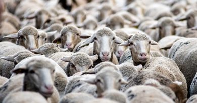 COAG Almería advierte de que las ayudas por lengua azul dejan sin cobertura la mortalidad animal, tal como se pidió en su desarrolló COAG Almería advierte de que las ayudas por lengua azul dejan sin cobertura la mortalidad animal, tal como se pidió en su desarrolló