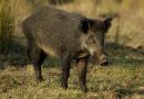 Asaja solicita a la Consejería de Medio Ambiente ampliar hasta el 15 de marzo las batidas de jabalí, como medida de prevención de la peste porcina