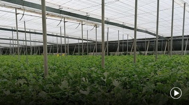 Sobrecoste para el sector hortofrutícola
