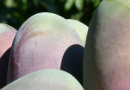 UPA Málaga apela a los consumidores: “Esperar unas semanas garantiza poder disfrutar de unos mangos en su momento óptimo de maduración”
