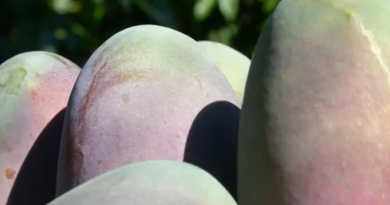 UPA Málaga apela a los consumidores: “Esperar unas semanas garantiza poder disfrutar de unos mangos en su momento óptimo de maduración” UPA Málaga apela a los consumidores: “Esperar unas semanas garantiza poder disfrutar de unos mangos en su momento óptimo de maduración”