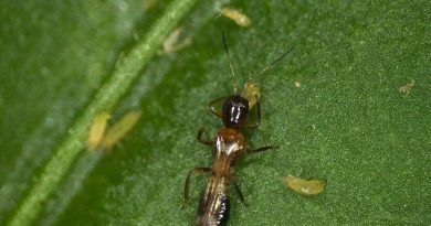 La Junta prueba con éxito el control biológico frente a Thrips parvispinus en invernaderos experimentales de Almería La Junta prueba con éxito el control biológico frente a Thrips parvispinus en invernaderos experimentales de Almería