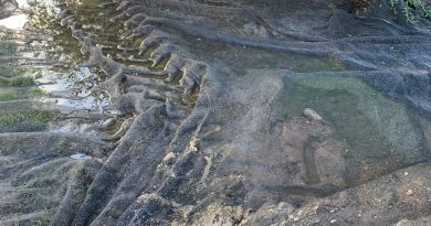 La producción de aceite de oliva en Córdoba se sitúa muy por debajo de lo previsto por el fuerte retraso de la recolección