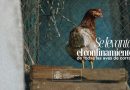 El Ministerio de Agricultura, Pesca y Alimentación levanta las medidas de confinamiento de aves de corral en toda España