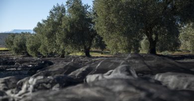 Las entidades inscritas a la DO Sierra Mágina compensan el descenso de cosecha con una alta calidad