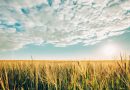 ASAJA Córdoba advierte de los riesgos del calor durante la campaña de cosecha y pide extremar la prevención en el campo