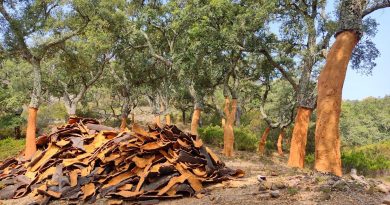 La Junta extrae 215.000 kilos de corcho de alta calidad en el Parque Natural Sierra Morena de Sevilla