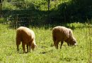 La Junta flexibiliza las exigencias de alimentación del ganado ecológico afectado por el incendio de Huelva