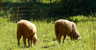 La Junta flexibiliza las exigencias de alimentación del ganado ecológico afectado por el incendio de Huelva La Junta flexibiliza las exigencias de alimentación del ganado ecológico afectado por el incendio de Huelva