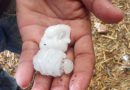ASAJA Almería pide incluir el cereal afectado por el granizo en Los Vélez en las ayudas por las heladas del almendro y agilizar su puesta en marcha ASAJA Almería pide incluir el cereal afectado por el granizo en Los Vélez en las ayudas por las heladas del almendro y agilizar su puesta en marcha