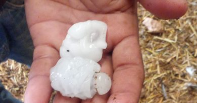 ASAJA Almería pide incluir el cereal afectado por el granizo en Los Vélez en las ayudas por las heladas del almendro y agilizar su puesta en marcha