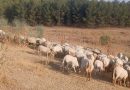 UPA Andalucía reivindica el papel esencial de  la agricultura y ganadería familiar para prevenir incendios forestales y proteger el medio rural
