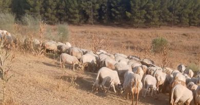 UPA Andalucía reivindica el papel esencial de la agricultura y ganadería familiar para prevenir incendios forestales y proteger el medio rural UPA Andalucía reivindica el papel esencial de la agricultura y ganadería familiar para prevenir incendios forestales y proteger el medio rural