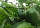 NP Asaja Almería recuerda que la prevención frente al Thrips parvispinus comienza antes del trasplante