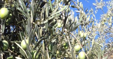 COAG Andalucía alerta del hundimiento de la gordal sevillana y exige controles para garantizar el origen de la aceituna