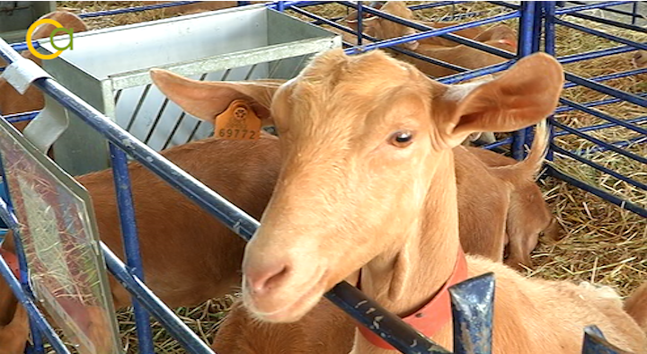 Andalucía saca ayudas propias para paliar los efectos de la Viruela Ovina Caprina a los ganaderos
