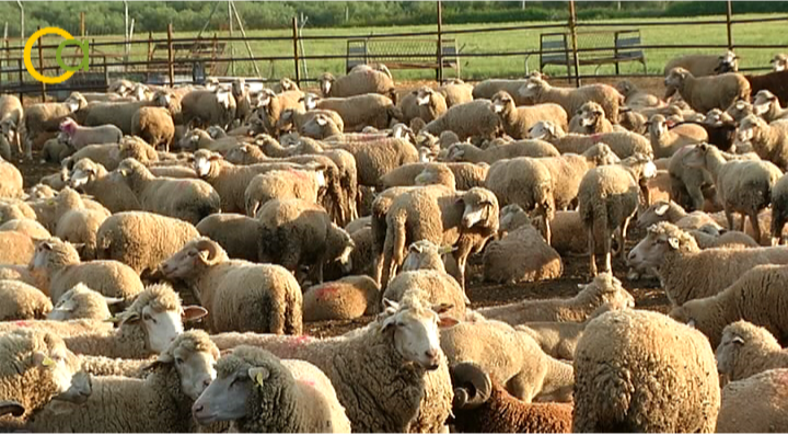 España recupera el estatus de país libre frente a la viruela ovina y caprina