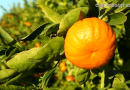 La Organización Interprofesional de la Naranja y la Mandarina de Andalucía cuenta ya con identidad propia