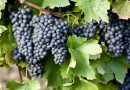 UPA Granada advierte de una vendimia marcada por el desplome de la demanda, que obligará a muchos viticultores a dejar la uva en el campo