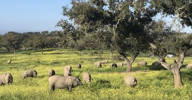 ASAJA Córdoba destaca una montanera “excepcional” pese al impacto de las lluvias en la recta final