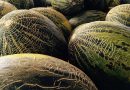 Kimitec ha logrado igualar la eficacia del químico en el control de pulgones en el melón