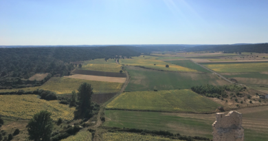 COAG pide una Ley Integral que defienda el modelo profesional de agricultura que hace a Andalucía referente de calidad y seguridad alimentaria