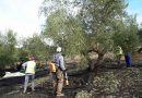Andalucía presenta el aforo del olivar con una producción estimada de 1.080.900 toneladas de aceite de oliva para la próxima campaña