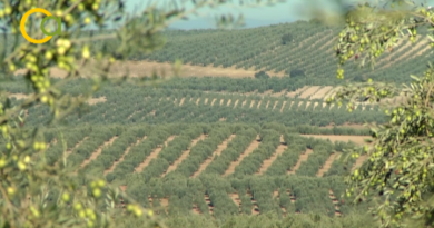 Asaja Córdoba pide la retirada de la candidatura del paisaje del olivar como Patrimonio Mundial