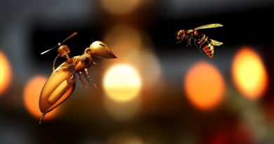 Un proyecto financiado con fondos europeos desarrolla un sistema robótico para salvar a las abejas
