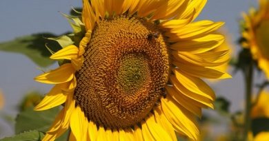 ASAJA-Sevilla celebra la Jornada ‘El cultivo de girasol, a debate: análisis de la situación actual y de mercado’ ASAJA-Sevilla celebra la Jornada ‘El cultivo de girasol, a debate: análisis de la situación actual y de mercado’