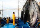 El Ministerio de Agricultura, Pesca y Alimentación pone en marcha el mecanismo de optimización de la pesca de atún patudo en el Atlántico