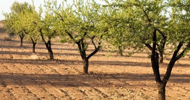 Andalucía aumenta la producción de almendra un 17,94%, por el incremento de superficie en todas sus provincias