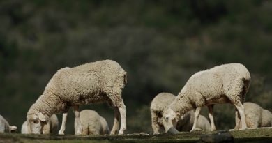 El trabajo de COAG Andalucía empieza a dar sus frutos: conseguidas las ayudas para el ganado ovino, con el compromiso de incluir también al caprino El trabajo de COAG Andalucía empieza a dar sus frutos: conseguidas las ayudas para el ganado ovino, con el compromiso de incluir también al caprino