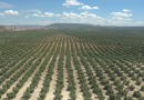 El campo andaluz insiste en pedir al Ministerio más tiempo para tramitar la PAC y evitar que agricultores y ganaderos pierdan sus ayudas